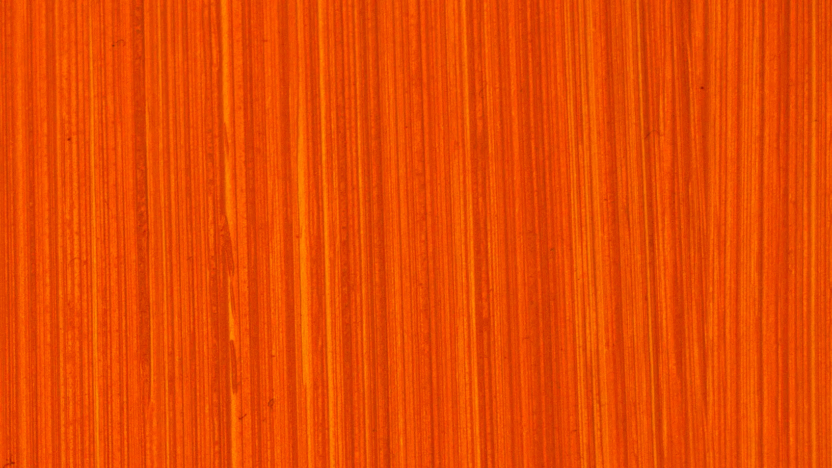 Michael Harding Brilliant Orange Oil Paint 225ml