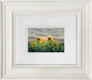 Field of Evening Gold by Kimberley Harris