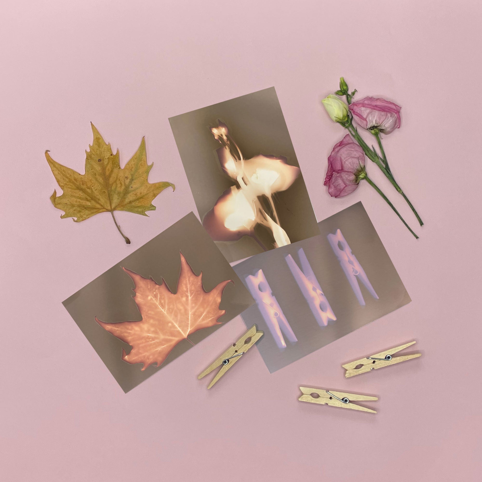Lumen sun prints made with autumn leaves and flowers – camera-less photography