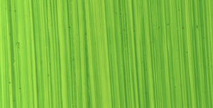 Michael Harding Bright Green Lake Oil Paint 40ml