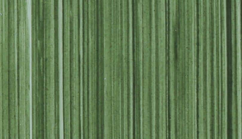 Michael Harding Terre Verte Oil Paint 40ml